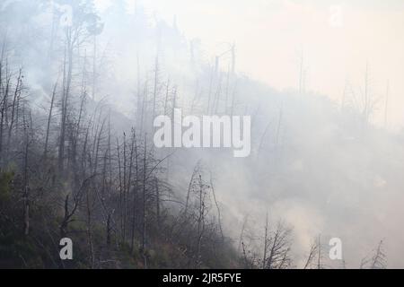 Sant'Agata di Puglia, Italia - 21 agosto 2022: l'incendio boschivo divampato durante la notte che ha distutto la pineta del monte della Croce Stockfoto