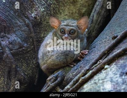 Ein kleiner Primat Spectral Tarsier (Tarsius-Spektrum), der in freier Wildbahn auf einem Baumstamm sitzt. Tangkoko-Nationalpark, Sulawesi, Indonesien. Stockfoto