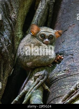 Ein kleiner Primat Spectral Tarsier (Tarsius-Spektrum), der in freier Wildbahn auf einem Baumstamm sitzt. Tangkoko-Nationalpark, Sulawesi, Indonesien. Stockfoto