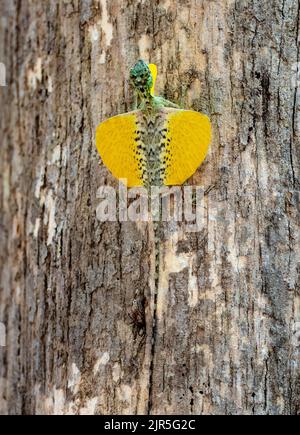 Eine endemische, von Sulawesi gesäumte Segeleidechse (Draco spilonotus), die mit leuchtend gelben Patagien offen ist. Tangkoko-Nationalpark, Sulawesi, Indonesien. Stockfoto