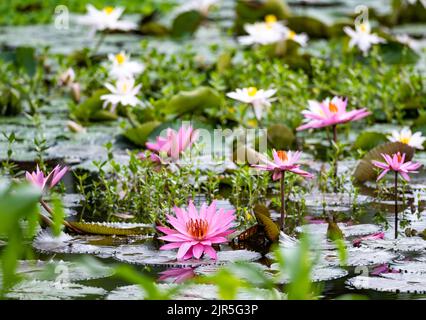 Rosa und weiße Lotusblumen in einem Teich. Sulawesi, Indonesien. Stockfoto