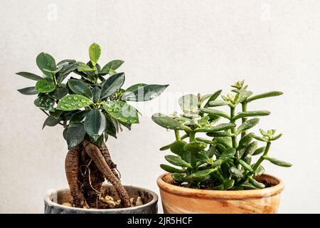 Innendekoration mit kleinen Ficus und Jadepflanze mit Wassertropfen Stockfoto