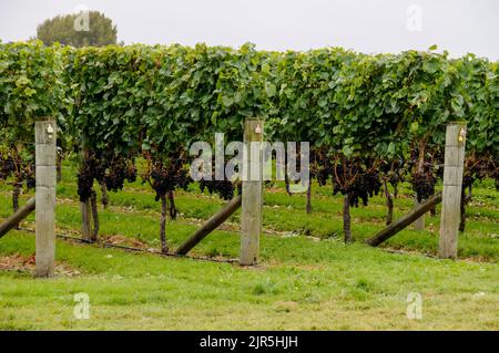 Eine Reihe von Reben mit roten Trauben auf dem Weingut Esk Valley in Bay View bei Napier in der Hawkes Bay Region von North Island in Neuseeland Stockfoto