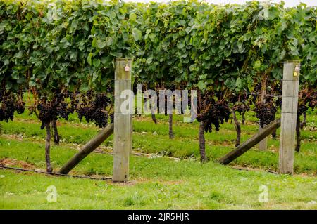 Eine Reihe von Reben mit roten Trauben auf dem Weingut Esk Valley in Bay View bei Napier in der Hawkes Bay Region von North Island in Neuseeland Stockfoto