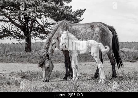 Wild New Forest Pony Mare mit Fohlen im New Forest Wildlife Park, England Stockfoto