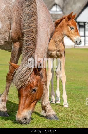 Wild New Forest Pony Mare mit Fohlen im New Forest Wildlife Park, England Stockfoto