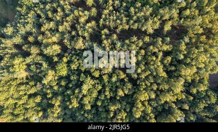 Luftaufnahme eines grünen Sommerwaldes mit Fichten und Kiefern in Belgien, Europa, aufgenommen von einer Drohne über den Baumkronen. Hochwertige Fotos Stockfoto