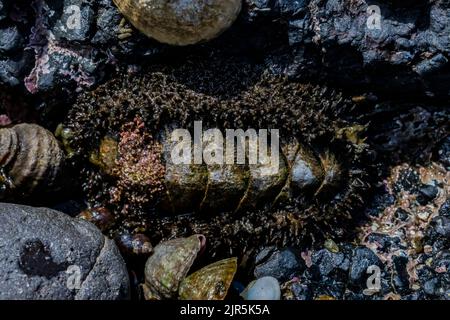 Mooses Chiton, Mopolia muscosa, am Tongue Point im Erholungsgebiet Salt Creek entlang der Straße von Juan de Fuca, Olympic Peninsula, Washington State, USA Stockfoto