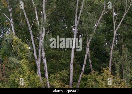 Europäische Pappelbäume mit einer silbernen Rindenfarbe am Waldrand im Frühherbst Stockfoto