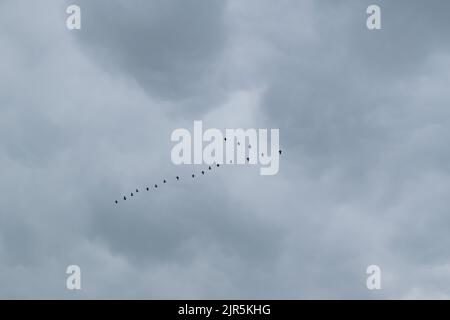 Wildvögel fliegen in Formation und ziehen im Herbst in wärmere Regionen Stockfoto