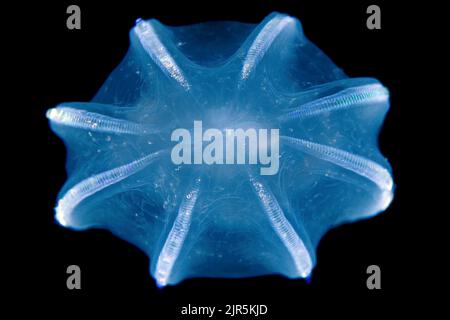 Iridescence Comb Jelly (Beroe cucumis), Norwegen, Nordatlantik, Europa Stockfoto