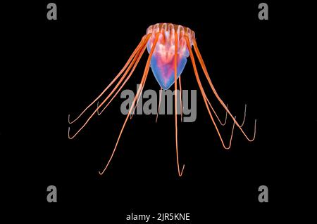 Helmgelee (Periphylla periphylla), Tiefwassergelee, Hordaland, Nordatlantik, Norwegen Stockfoto