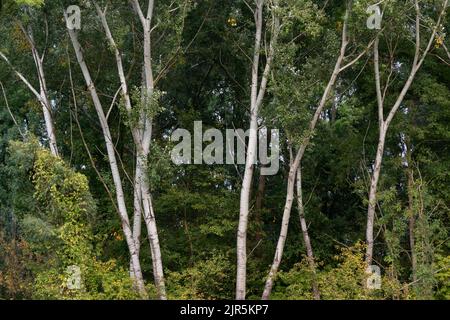 Europäische Pappelbäume mit einer silbernen Rindenfarbe am Waldrand im Frühherbst Stockfoto