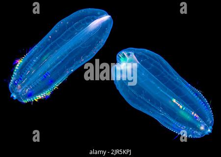 Iridescence Comb Jelly (Beroe cucumis), Gulen, Sogn Og fjordane, Norwegen, Nordatlantik, Europa Stockfoto