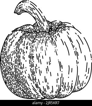 Handgezeichneter Vektor mit Kürbis-Orange-Skizze Stock Vektor