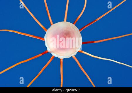 Helmgelee (Periphylla periphylla), Tiefwassergelee, Helmgelee (Periphylla periphylla), Tiefwassergelee, Hordaland, Nordatlantik OC Stockfoto