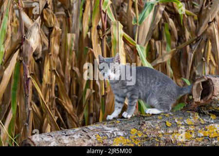 Die gestromte graue Katze sitzt im Herbst auf einem Baumstamm mit gelben Flechten auf der Rinde vor einem Maisfeld und starrt in die Kamera, das Tier ruht auf dem Land Stockfoto