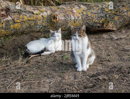 Zwei faule Katzen in der Natur, eine grau-weiße Katze, die auf dem Boden sitzt, vor einer anderen Katze, die faul unter einem Baumstamm mit gelben Flechten auf ihrer Rinde in au liegt Stockfoto