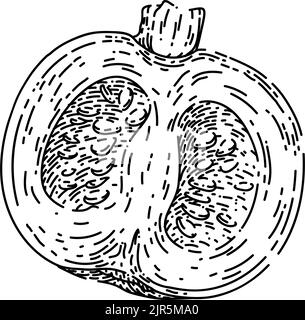 Handgezeichneter Vektor mit Kürbisschnitt-Skizze Stock Vektor