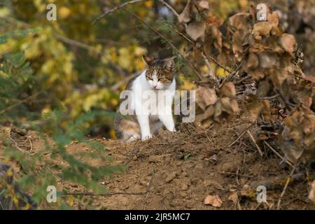 Grau-weiße Katze mit ernsthaftem Gesicht auf dem Boden, umgeben von gelber und oranger Vegetation, Haustier in der Natur während der Herbstsaison Stockfoto