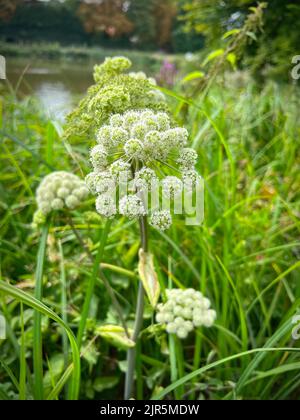 Vertikale Nahaufnahme der weißen Blume der kurzlebigen Wild Angelica sylvestris in grüner Vegetation am Ufer Stockfoto