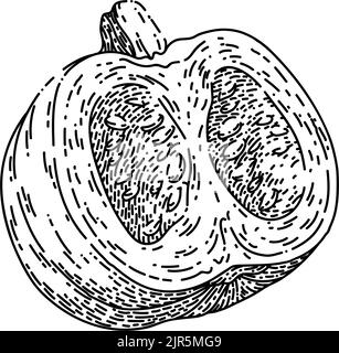 Handgezeichneter Vektor mit Kürbisschnitt-Skizze Stock Vektor