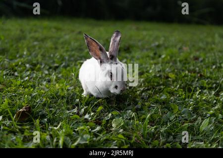 Kaninchen leben in der Natur in Litauen Stockfoto