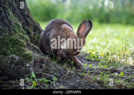 Kaninchen leben in der Natur in Litauen Stockfoto