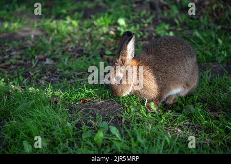 Kaninchen leben in der Natur in Litauen Stockfoto