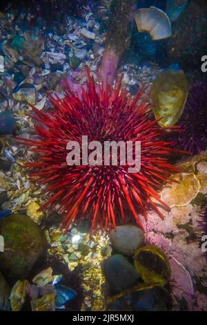 Seeigel am Roten Meer, Mesocentrotus franciscanus, am Zungenpunkt im Erholungsgebiet Salt Creek entlang der Straße von Juan de Fuca, Olympic Peninsula, Waschen Stockfoto