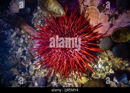 Seeigel am Roten Meer, Mesocentrotus franciscanus, am Zungenpunkt im Erholungsgebiet Salt Creek entlang der Straße von Juan de Fuca, Olympic Peninsula, Waschen Stockfoto