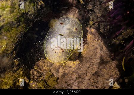 Nanaimo Dorid, Acanthodoris nanaimoensis, am Tongue Point im Salt Creek Recreation Area entlang der Straße von Juan de Fuca, Olympic Peninsula, Washingto Stockfoto