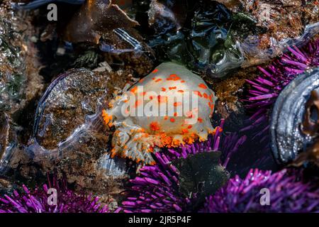 Clown Dorid, Triopha catalinae, mit Purple Sea Seeigel am Tongue Point im Salt Creek Recreation Area entlang der Straße von Juan de Fuca, Olympic Penins Stockfoto