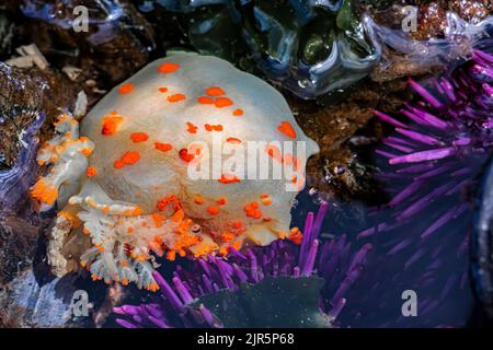 Clown Dorid, Triopha catalinae, mit Purple Sea Seeigel am Tongue Point im Salt Creek Recreation Area entlang der Straße von Juan de Fuca, Olympic Penins Stockfoto