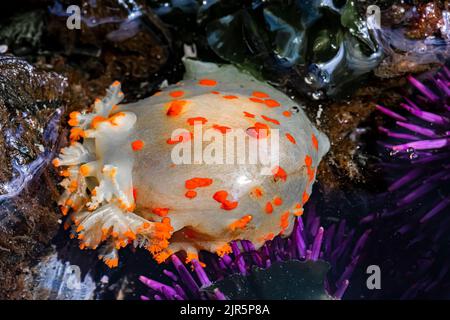 Clown Dorid, Triopha catalinae, mit Purple Sea Seeigel am Tongue Point im Salt Creek Recreation Area entlang der Straße von Juan de Fuca, Olympic Penins Stockfoto