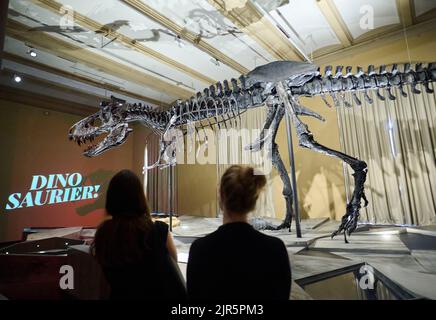 Berlin, Deutschland. 22. August 2022. Das Skelett des Tyrannosaurus rex Tristan Otto befindet sich wieder im Natural History Museum. Ab dem 23. August wird das zwölf Meter lange und vier Meter hohe Skelett in der Ausstellung „Dinosaurier! „Age of the Giant Eidechsen“ im Museum für Naturkunde. Quelle: Annette Riedl/dpa/Alamy Live News Stockfoto