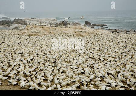 Die Lambert's Bay Bird Island, Westküste Südafrikas, beherbergt eine große Kolonie von Cape Gantets. Das Kap Gannet, Morus capensis, ursprünglich Sula Stockfoto