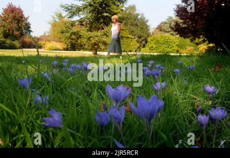 BESUCHER, DIE DIE REKORDHOHEN OKTOBERTEMPERATUREN IN DEN EXBURY GARDENS IN HAMPSHIRE GENIESSEN, WERDEN VON KROKUSSEN IN VOLLER BLÜTE BEGRÜSST. BILDER VON MIKE WALKER, MIKE WALKER Stockfoto