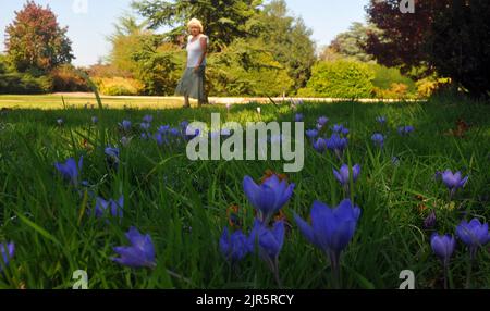 BESUCHER, DIE DIE REKORDHOHEN OKTOBERTEMPERATUREN IN DEN EXBURY GARDENS IN HAMPSHIRE GENIESSEN, WERDEN VON KROKUSSEN IN VOLLER BLÜTE BEGRÜSST. BILDER VON MIKE WALKER, MIKE WALKER, 2011 Stockfoto