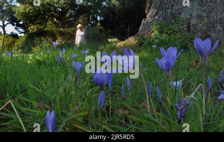 BESUCHER, DIE DIE REKORDHOHEN OKTOBERTEMPERATUREN IN DEN EXBURY GARDENS IN HAMPSHIRE GENIESSEN, WERDEN VON KROKUSSEN IN VOLLER BLÜTE BEGRÜSST. BILDER VON MIKE WALKER, MIKE WALKER, 2011 Stockfoto