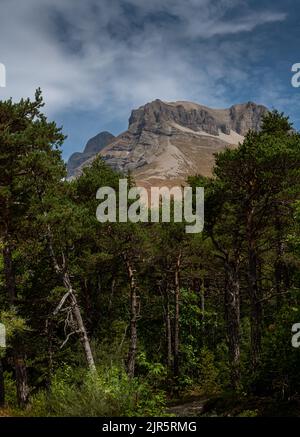 Landschaft bei Lus La Croix Haut mit Pinienwäldern und Bergen in der Ferne ,Drome France . Stockfoto