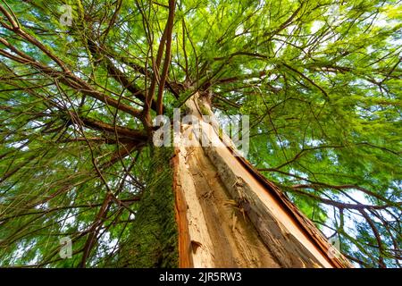 Brechen Sie einen Baum, nachdem er von einem Blitz getroffen wurde. Fichte im Wald mit einem beschädigten Stamm. Blick von unten nach oben auf die Krone eines Baumes Stockfoto