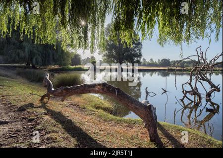 Natürlicher Sitz aus gefallener Holzplatte Stockfoto