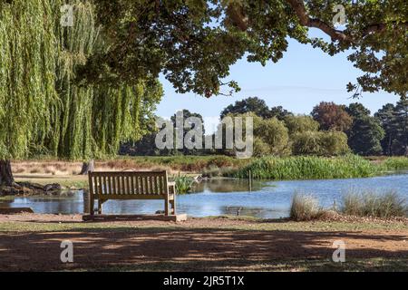 Holzbank der perfekte Rastplatz nach einem langen Spaziergang durch den Buschy Park in Surrey Stockfoto