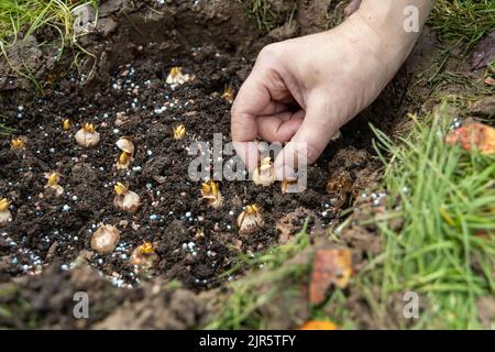 Hand sadi in Boden-Boden-Blumenzwiebeln. Hand hält eine Krokusbirne, bevor sie in den Boden gepflanzt wird Stockfoto