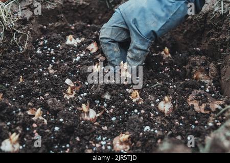 Hand sadi in Boden-Boden-Blumenzwiebeln. Hand hält eine Krokusbirne, bevor sie in den Boden gepflanzt wird Stockfoto