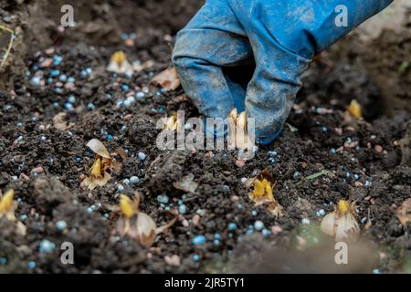 Hand sadi in Boden-Boden-Blumenzwiebeln. Hand hält eine Krokusbirne, bevor sie in den Boden gepflanzt wird Stockfoto