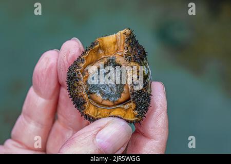 Mooses Chiton, Mopolia muscosa, am Tongue Point im Erholungsgebiet Salt Creek entlang der Straße von Juan de Fuca, Olympic Peninsula, Washington State, USA Stockfoto