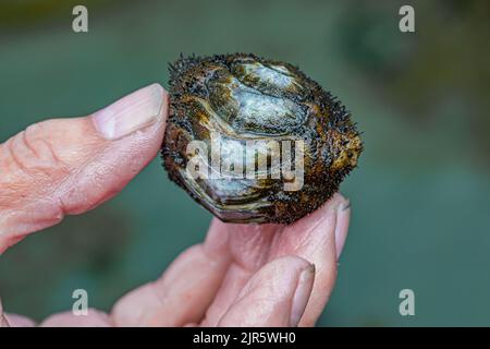 Mooses Chiton, Mopolia muscosa, am Tongue Point im Erholungsgebiet Salt Creek entlang der Straße von Juan de Fuca, Olympic Peninsula, Washington State, USA Stockfoto