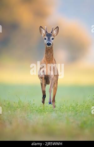 Junger Rehbock, der in der Sommernatur auf grünem Gras vorwärts läuft. Stockfoto